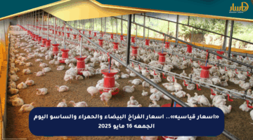 «أسعار قياسية».. أسعار الفراخ البيضاء والحمراء والساسو اليوم الجمعة 16 مايو 2025